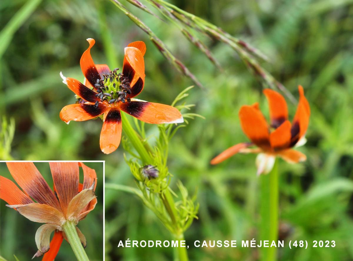 Pheasant's Eye flower